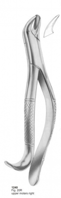 Fig. 20R upper molars right 